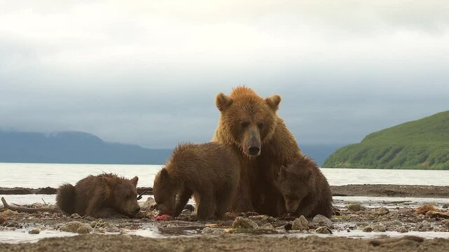 Brown Bear cubs eating Salmon fish in Lake Kuril Kamchatka