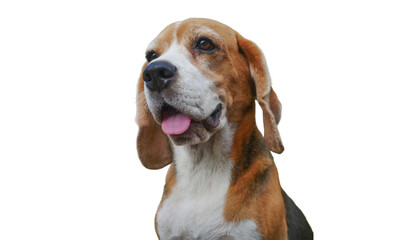 Portrait of a cute  beagle smiles, transparent  background.