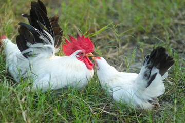 White Thai bantam chickens with black tails are raised free-range and forage in the grass field..