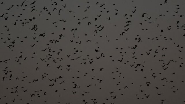 Parvada de aves en el atardecer