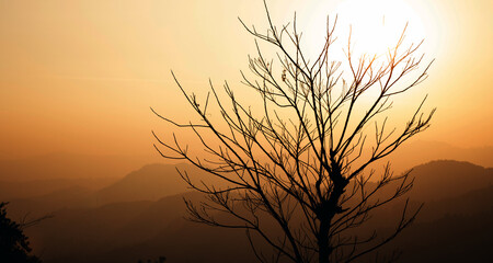 silhouette of tree without leaves at sunset in top of mountain