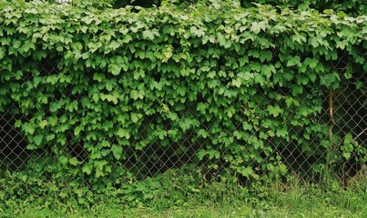 Green leafy vines cover a metal wire fence.