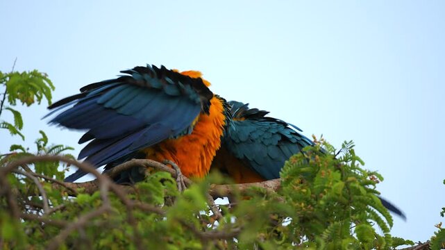 Pair of Blue and Yellow macaw Ara ararauna parrots grooming on a treetop in Pantanal, Mato Grosso, Brazil