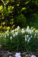 white muscari blooming in spring garden. First flowers.