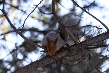 Red eurasian squirrel in winter park 