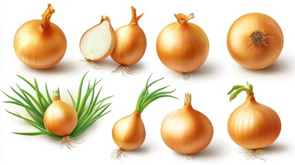 Fresh Onions and Green Onions Illustration with Varieties and Cuts