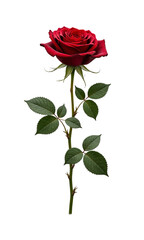Obraz premium Red rose with green leaves on transparent background