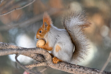 Red eurasian squirrel in winter park 