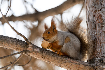 Red eurasian squirrel in winter park 
