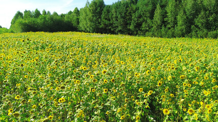 Stunning sunflower field in full bloom during summer from above