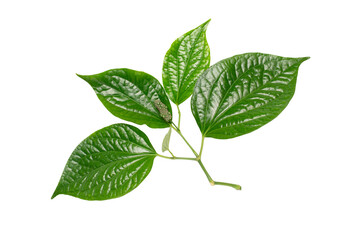 Betel leaves isolated
