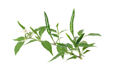 Chili pepper on tree branch isolated