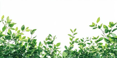 Obraz premium Lush green foliage with vibrant leaves positioned at the bottom against a clean white backdrop creating a fresh and natural aesthetic.