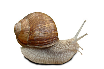 snail background png