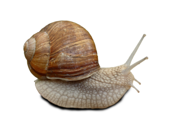 snail background png