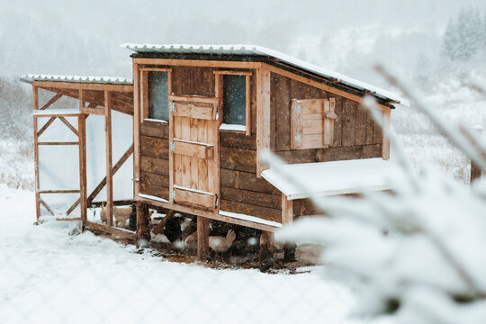 Old Wooden Chicken Coop in a White Snowy Landscape