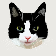 Face of a beautiful cat. Cute black and white kitty. Vector illustration.