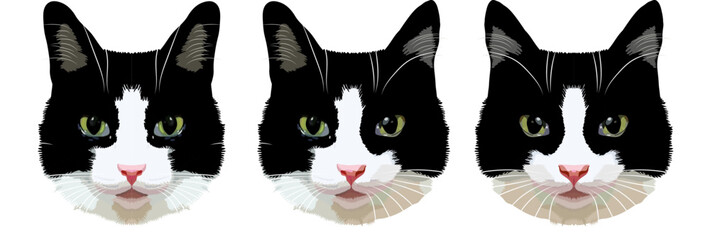 Faces of beautiful cats. Cute black and white kitty. Vector illustration.
