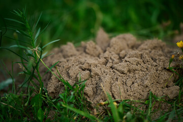 Small mound of soil in grass