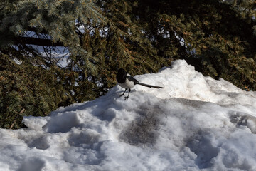 Magpie in a winter park. Birdwatching in the city.