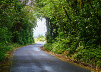 Winding road through a tree tunnel. Taranaki. New Zealand.
