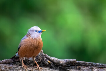 Chestnut-tailed starling