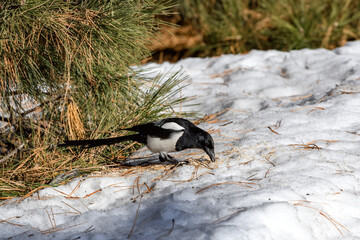 Magpie in a winter park. Birdwatching in the city.
