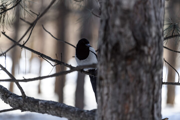 Magpie in a winter park. Birdwatching in the city.