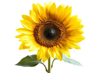 Obraz premium A bright yellow sunflower with visible seeds, isolated on a transparent background, PNG file