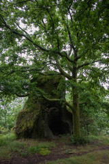 Bosque verde Galicia