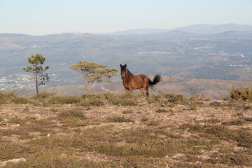 caballo Galicia 