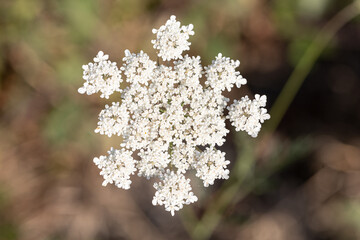 Flor Galicia España
