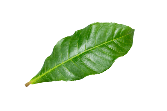Cocoa leaf isolated on white background. Top view. Flat lay.