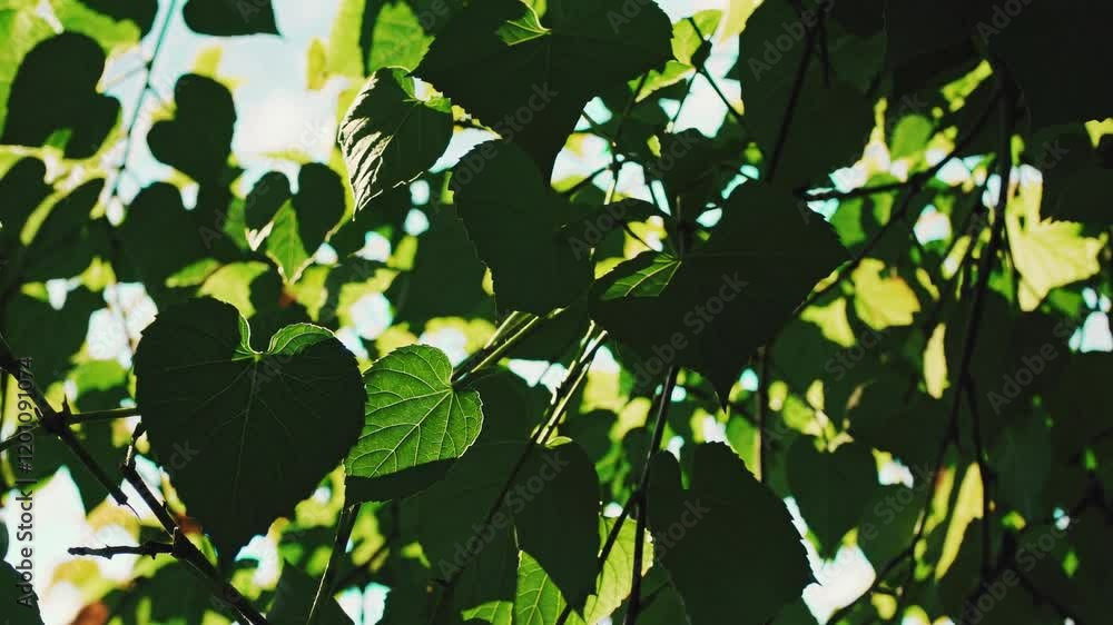 Poster exploring lush green foliage with sunlight filtering through leaves in a serene outdoor setting