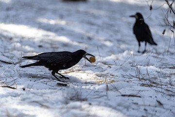 Crow in a winter park. Birdwatching in the city.
