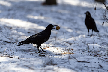 Crow in a winter park. Birdwatching in the city.