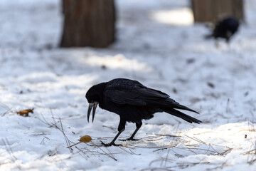 Crow in a winter park. Birdwatching in the city.