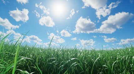 Obraz premium The tall grass dances gently in the breeze, bathed in soft sunlight beneath a bright sky dotted with white clouds.
