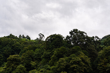 Obraz premium Forest in the summer