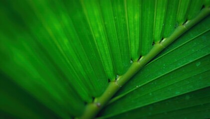 Close-up view of a palm leaf's surface, showcasing its fine details and deep green color , environment, plant, green