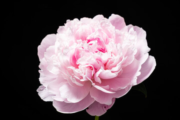 fresh peony on the black background