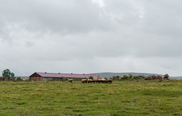 Sheep in the meadow grazing