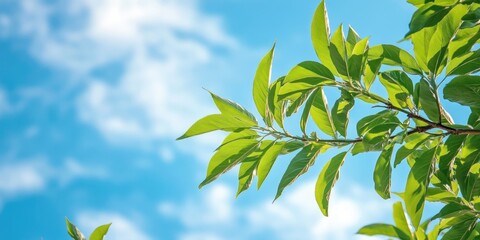 Obraz premium Lush green peach tree branch reaching upward against a bright blue sky with soft white clouds creating a serene nature background.