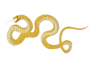 Hand drawn yellow snake illustration