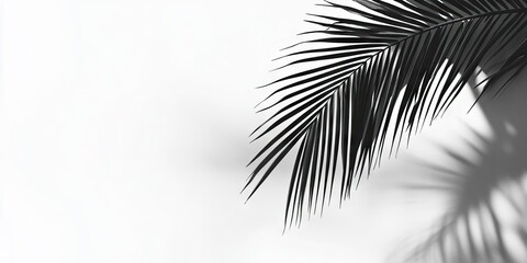 Fototapeta premium Black and white silhouette of palm leaves against a soft white background with subtle shadow details highlighting the elegant foliage design