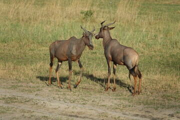 Hartebeest in the Okavango Delta, Khwai Region