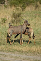 Hartebeest in the Okavango Delta, Khwai Region