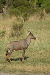 Fototapeta premium Hartebeest in the Okavango Delta, Khwai Region