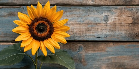 Obraz premium Vibrant yellow sunflower with dark center positioned left against a rustic wooden background with soft blue and brown tones.