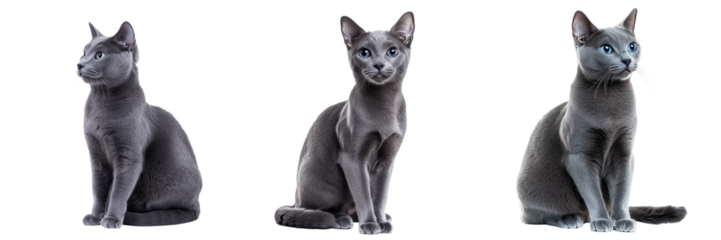 Russian blue cat set isolated on transparent background. Generated AI